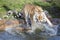 Angry Amur tiger, Panthera tigris altaica, beating paws into the water