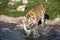 Angry Amur tiger, Panthera tigris altaica, beating paws into the water