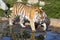 Angry Amur tiger, Panthera tigris altaica, beating paws into the water