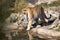 Angry Amur tiger, Panthera tigris altaica, beating paws into the water