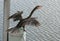 Angry Anhinga bird drying his wings