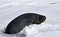 Angry Antarctic Weddell seal