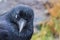 Angry Australian Raven