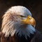 A Angry bald eagle Generated by AI