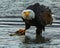Angry Bald Eagle ready to defend his Salmon dinner