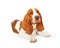 Angry Basset Hound Dog With Squinting Eyes