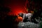 Angry bear behind the fire cloudy sky. The silhouette of a bear in foggy forest dark background