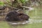 Angry Beaver Swimming in Bayfield River