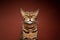 angry bengal cat portrait with judging look