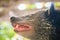 Angry binturong (Arctictis binturong), also known as bearcat, is