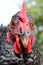 Angry Bird Angry Barred Rock Hen