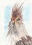 Angry bird closeup artwork portrait. Pencilr hand drawn on watercolour paper texture
