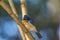 Angry Bird: Cyornis tickelliae or Tickell`s blue flycatcher