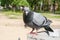 Angry bird. The impudent gray pigeon aggressively looks with red eyes directly at the viewer