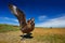 Angry bird, open bill and wings. Bird from Norway. Brown skua, Catharacta antarctica, water bird sitting in the autumn grass, even