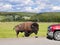 Angry bison attacking car in Hayden Valley.Yellowstone National Park, Wyoming, USA.