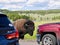 Angry bison attacking cars in Hayden Valley, Yellowstone National Park