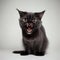 Angry black cat, black cat bared its fangs, isolated on white