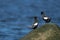 Angry black guillemots