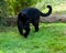 Angry Black Jaguar Stalking Forward
