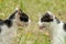 Angry black and white cats looking and grin at each other at the fight break