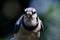 Angry Blue Jay