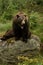 Angry brown bear sitting on a rock in the forest