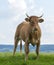 Angry brown bull on meadow