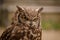 Angry brown long-eared owl
