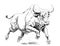 Angry bull running rodeo sketch hand drawn engraving style