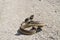 Angry Bull Snake Coiled on dirt road