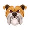 Angry bulldog face colored in beige and white vector realistic