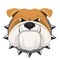 Angry bulldog face in metal collar vector realistic illustration.