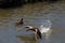 Angry Canada Goose in flight chasing