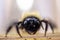 Angry carpenter bee