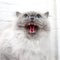 Angry cat with blue eyes hissing indoors on white background