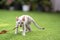 Angry cat is hissing and threatening and looking to camera in the artificial grass field