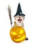 Angry cat with witches broom stick, pumpkin and hat for halloween. isolated on white