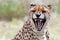 Angry cheetah