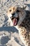 Angry Cheetah showing his teeth in Etosha National Park, Namibia