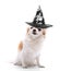 Angry chihuahua dog dressed in evil wizard black hat on white background