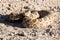 Angry coiled rattlesnake in nevada by pyramid lake