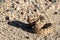 Angry coiled rattlesnake in nevada by pyramid lake