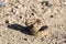 Angry coiled rattlesnake in nevada by pyramid lake