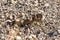 Angry coiled rattlesnake in nevada by pyramid lake