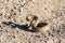 Angry coiled rattlesnake in nevada by pyramid lake