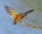 Angry common kingfisher