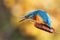 Angry common kingfisher calling with beak open in spring