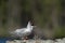 Angry common tern
