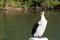 Angry Cormorant Bird standing on a post.